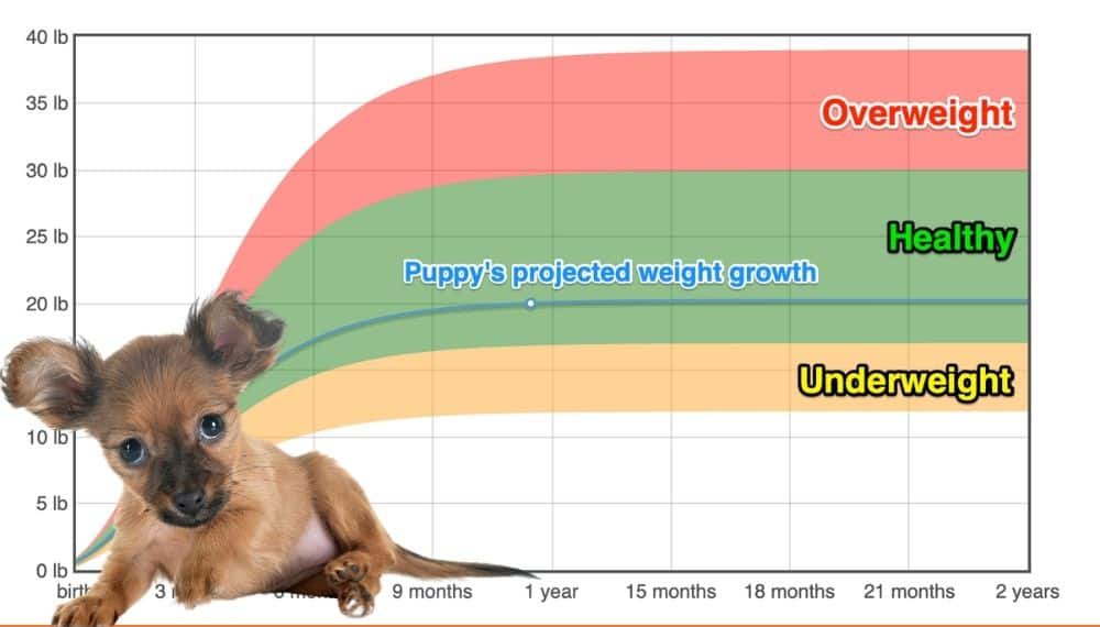 Russkiy Toy Weight+Growth Chart 2024 How Heavy Will My Russkiy Toy